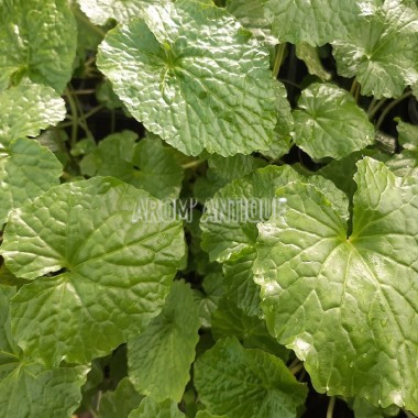 Wasabi, Wasabia japonica, Eutrema japonicum, aromatiques bio.