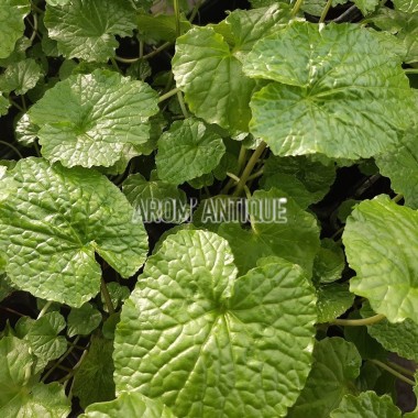 Wasabi, Wasabia japonica, Eutrema japonicum, aromatiques bio. 2