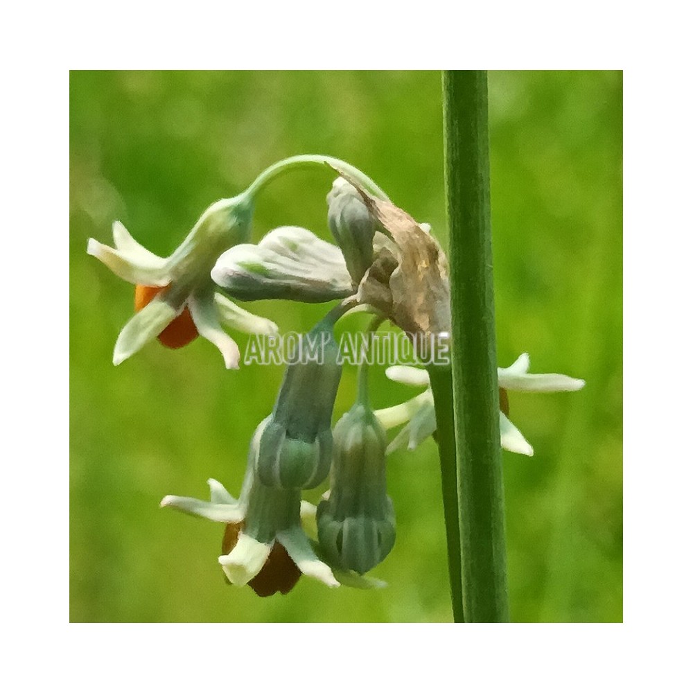 Ail d'Afrique du Sud orangé bio, Tulbaghia leucantha.