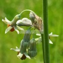 Ail d'Afrique du Sud orangé bio, Tulbaghia leucantha.