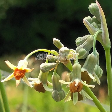 Ail d'Afrique du Sud orangé bio, Tulbaghia leucantha. 2