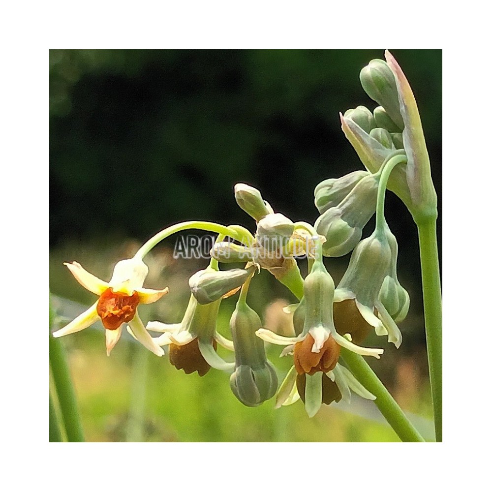 Ail d'Afrique du Sud orangé bio, Tulbaghia leucantha.
