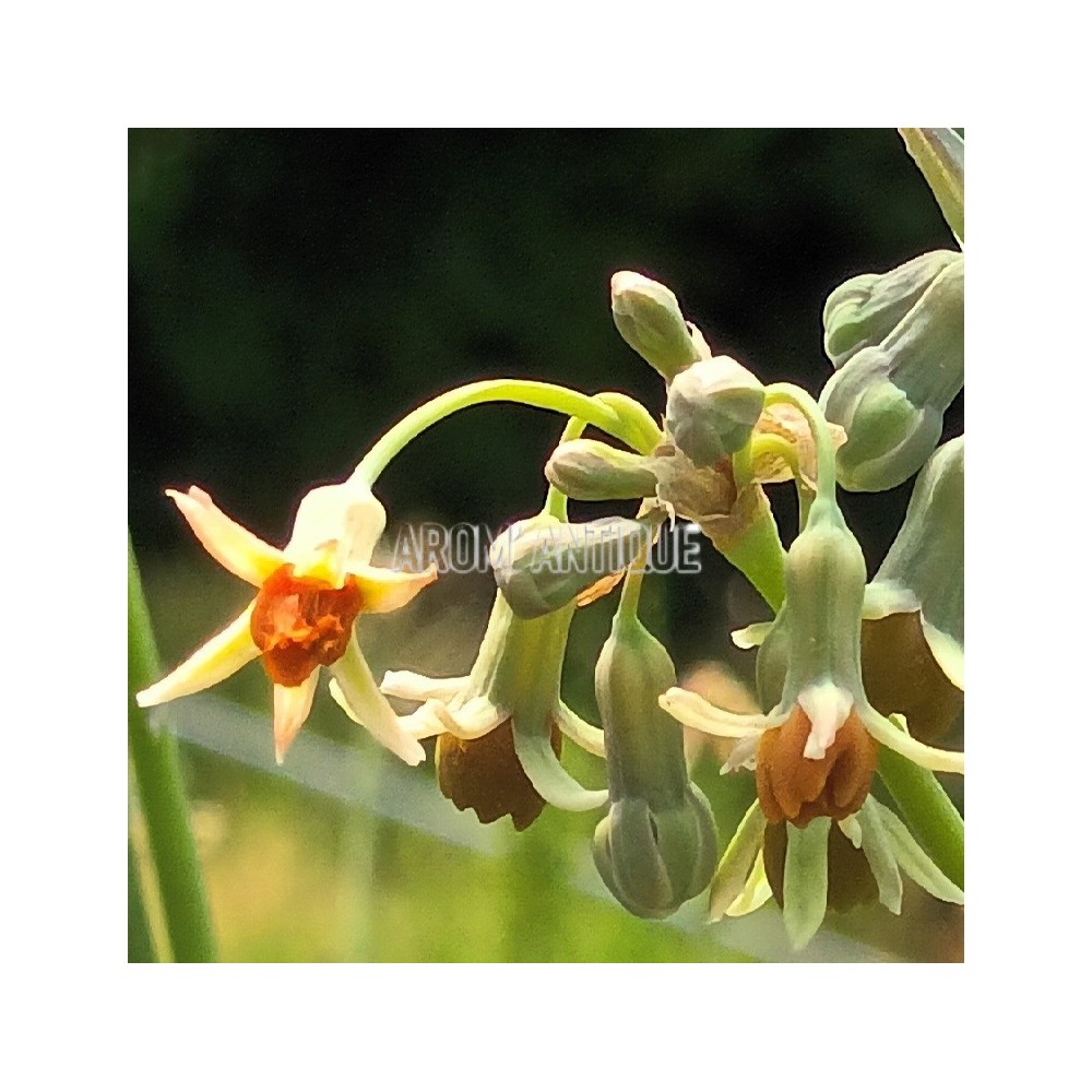 Ail d'Afrique du Sud orangé bio, Tulbaghia leucantha.