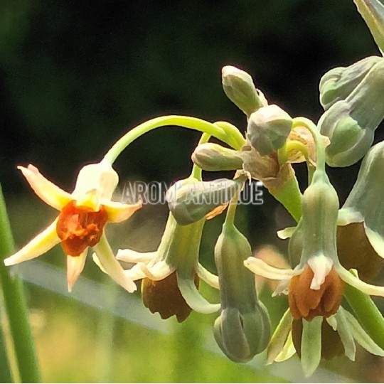 Ail d'Afrique du Sud orangé bio, Tulbaghia leucantha.