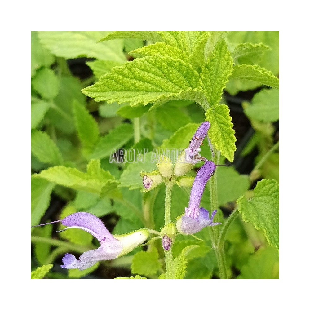 Sauge chinoise, salvia miltiorrhiza, Arom'antique, 500 aromatiques bio