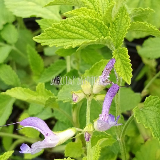 Sauge chinoise, salvia miltiorrhiza, Arom'antique, 500 aromatiques bio