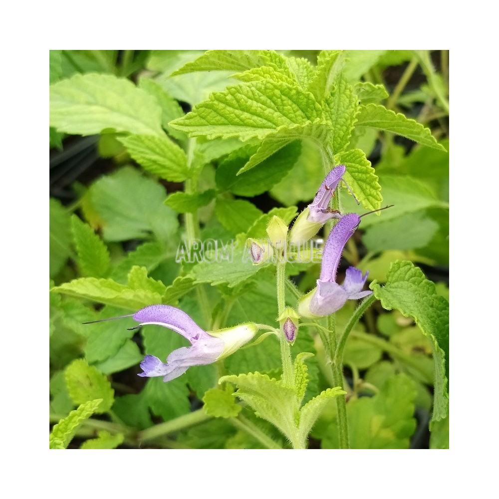 Sauge chinoise, salvia miltiorrhiza, Arom'antique, 500 aromatiques bio