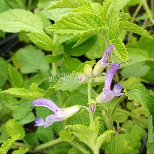 Sauge chinoise, salvia miltiorrhiza, Arom'antique, 500 aromatiques bio