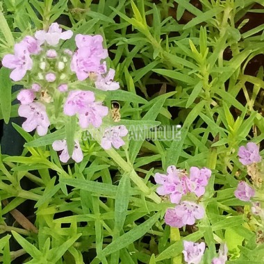 Thymus pulegioides subsp. pannonicus. Arom'antique, aromatiques bio.