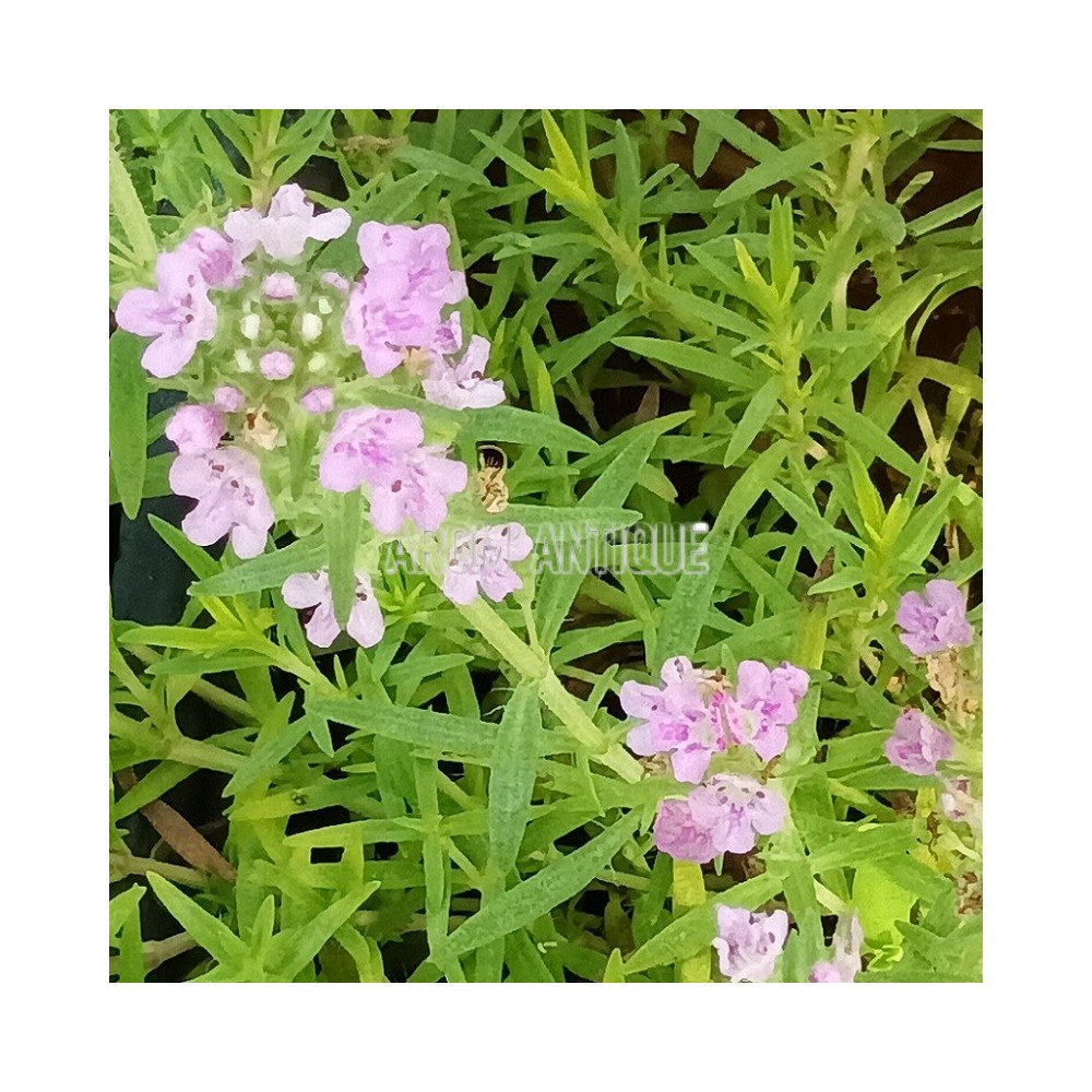 Thymus pulegioides subsp. pannonicus. Arom'antique, aromatiques bio.