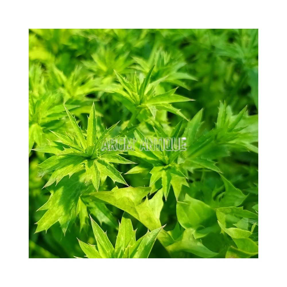 Coriandre mexicaine, culandro, Eryngium foetidum, aromatique.