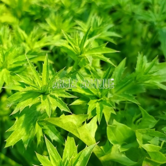 Coriandre mexicaine, culandro, Eryngium foetidum, aromatique.