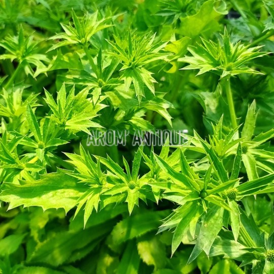 Coriandre mexicaine, culandro, Eryngium foetidum, aromatique.