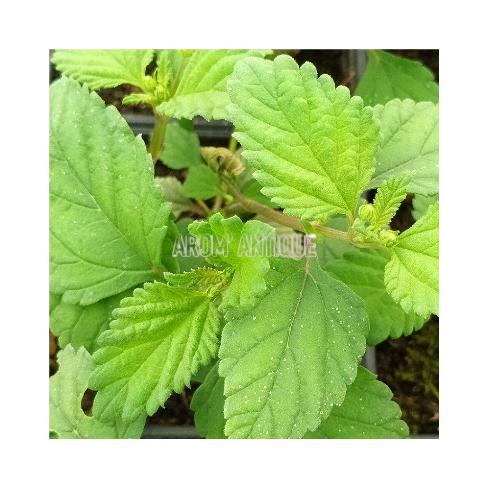 Plante sucrée des Aztèques, Phyla scaberrima, Arom'antique.