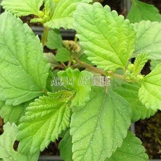 Plante sucrée des Aztèques, Phyla scaberrima, Arom'antique.