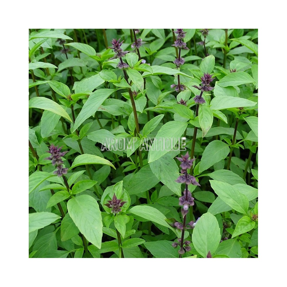 Basilic thaï Bio