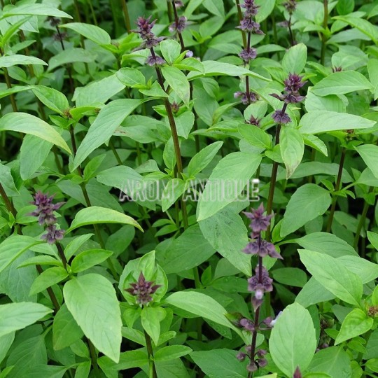 Basilic thaï Bio