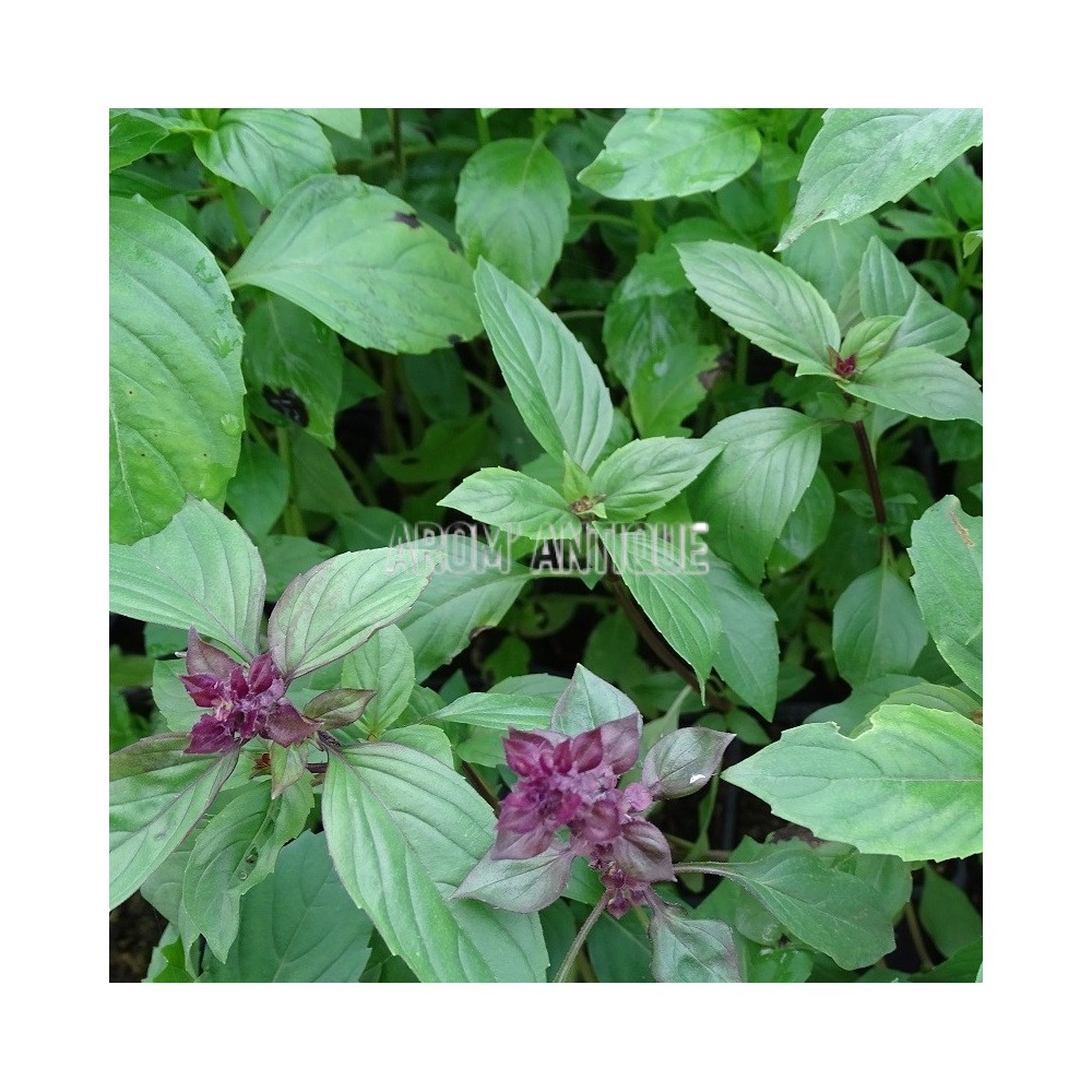 Basilic cannelle bio