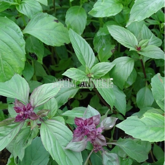 Basilic cannelle bio