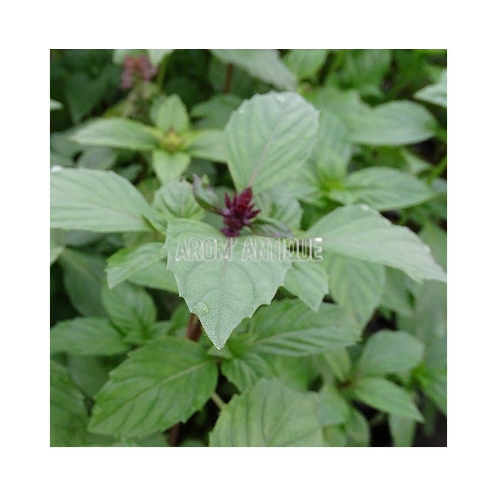 Basilic cannelle bio