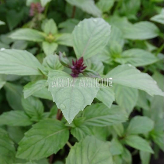 Basilic cannelle bio