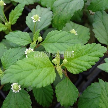 Plante sucrée des Aztèques, Phyla scaberrima, Arom'antique. 2