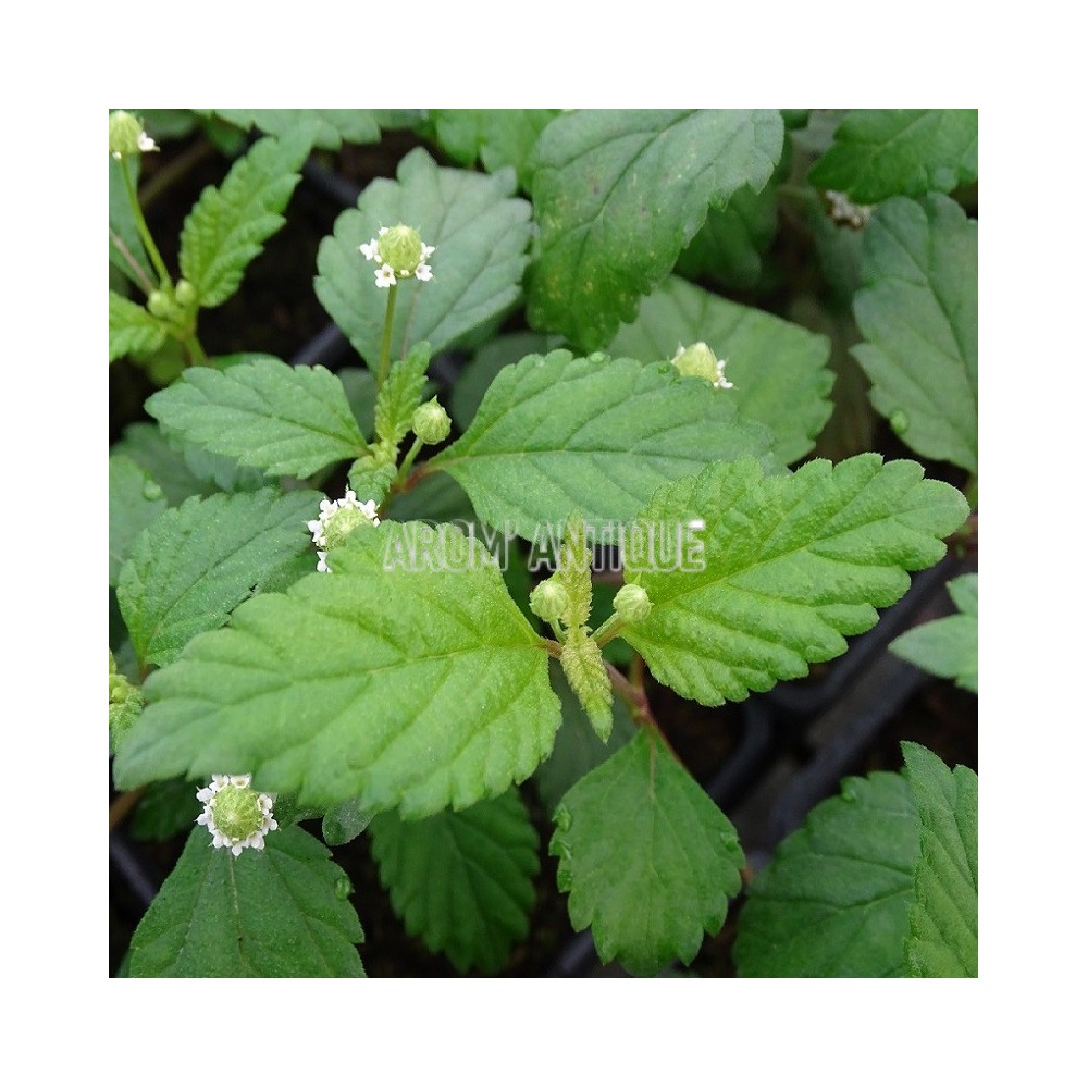 Plante sucrée des Aztèques, Phyla scaberrima, Arom'antique.