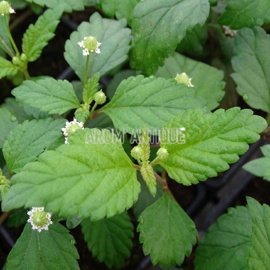 Plante sucrée des Aztèques, Phyla scaberrima, Arom'antique.