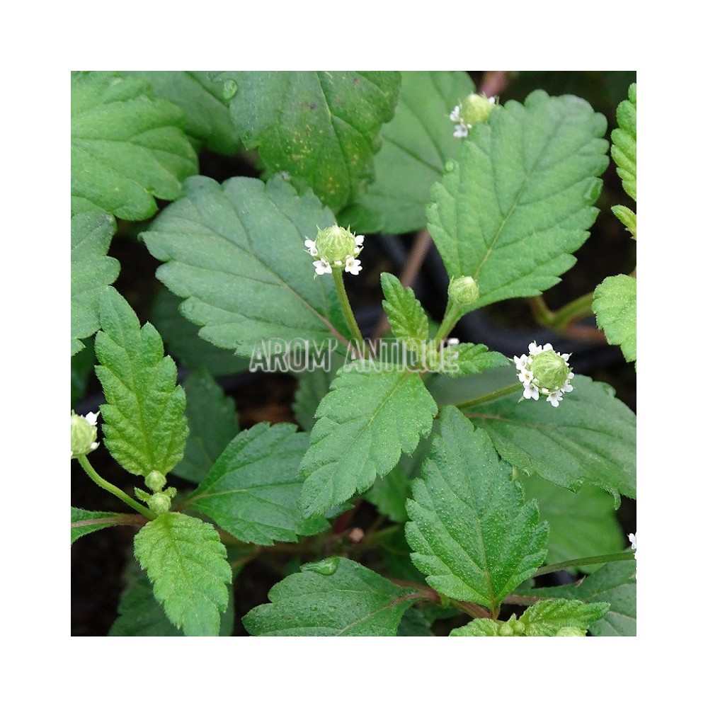 Plante sucrée des Aztèques, Phyla scaberrima, Arom'antique.
