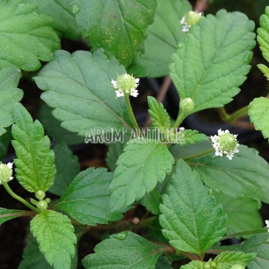 Plante sucrée des Aztèques, Phyla scaberrima, Arom'antique.