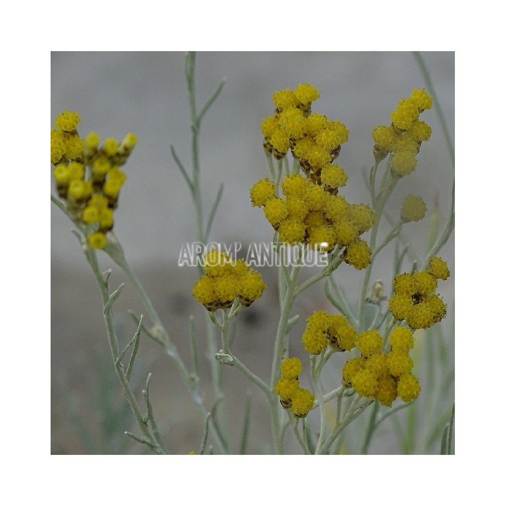 Helichrysum 'Miel et curry'. Immortelle miel et curry, Arom'antique.
