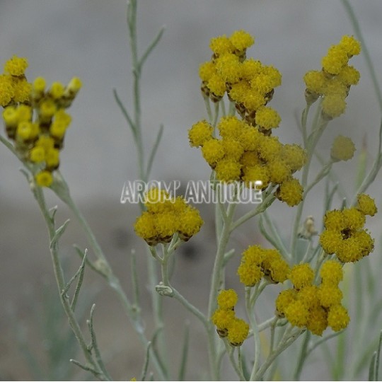 Helichrysum 'Miel et curry'. Immortelle miel et curry, Arom'antique.