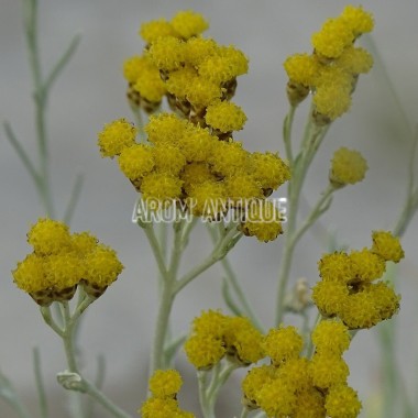 Helichrysum 'Miel et curry'. Immortelle miel et curry, Arom'antique.