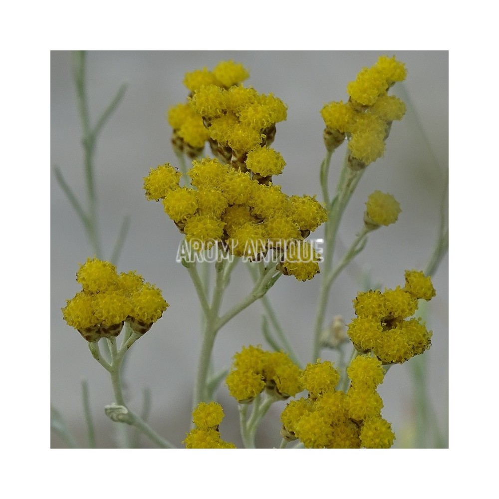 Helichrysum 'Miel et curry'. Immortelle miel et curry, Arom'antique.