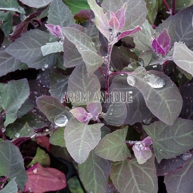 Arroche pourpre bio, Atriplex hortensis 'Rubra', Arom'antique.