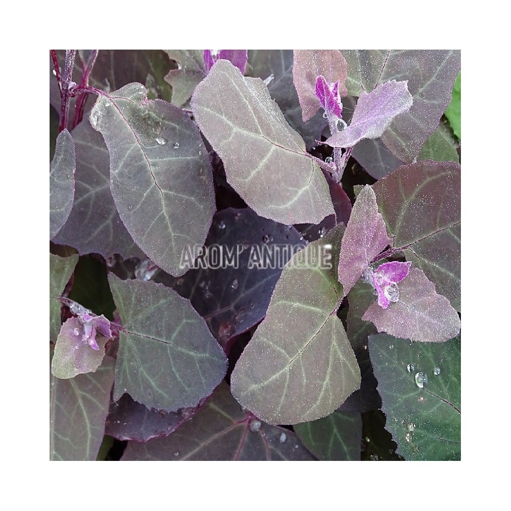 Arroche pourpre bio, Atriplex hortensis 'Rubra', Arom'antique.