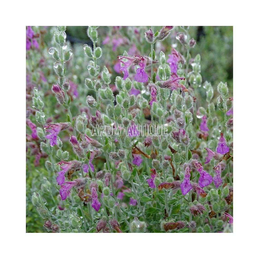 Germandrée marine, Teucrium marum, Arom'antique, 450 aromatiques bio.