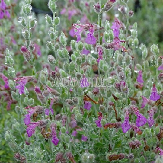 Germandrée marine, Teucrium marum, Arom'antique, 450 aromatiques bio.