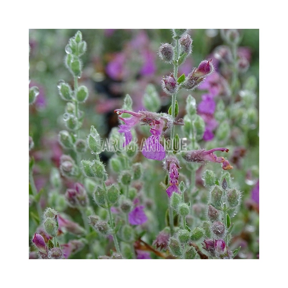 Germandrée marine, Teucrium marum, Arom'antique, 450 aromatiques bio.