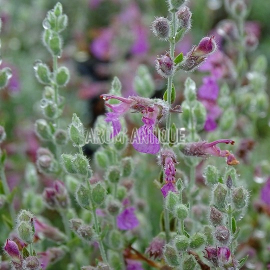 Germandrée marine, Teucrium marum, Arom'antique, 450 aromatiques bio.