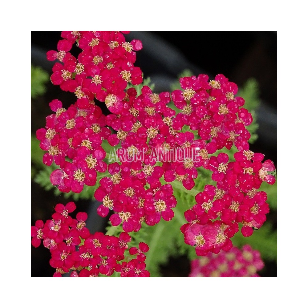 Achillée Paprika