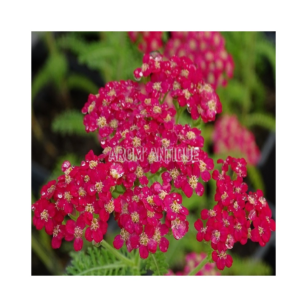 Achillée Paprika