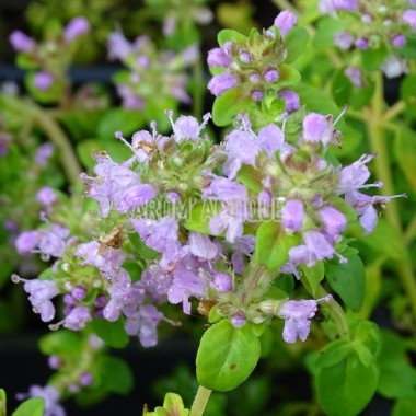 Thym pouliot 2