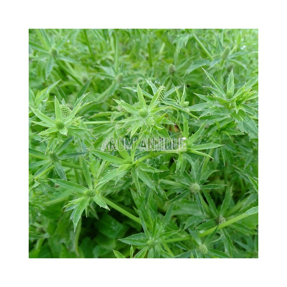 garden grass plants Miscanthus Gracillimus Maiden Grass main image 1