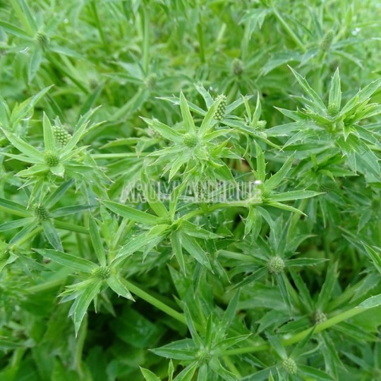 Coriandre mexicaine, culandro, Eryngium foetidum, aromatique.