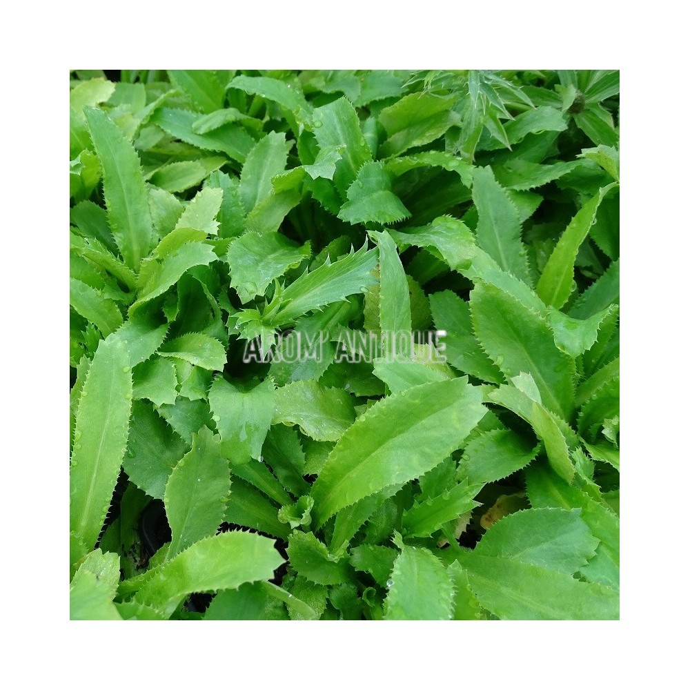 daniella plant Ficus Danielle – GRDN main image 1