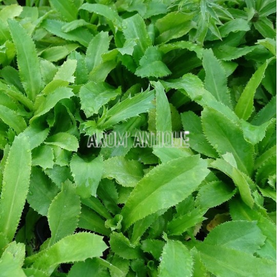 Coriandre mexicaine, culandro, Eryngium foetidum, aromatique.