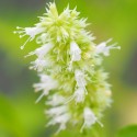 Agastache à feuilles d'ortie