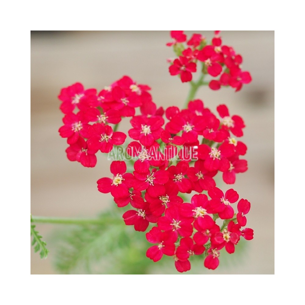 Achillée Paprika bio, Achillea 'Paprika', Arom'antique, aromatiques.