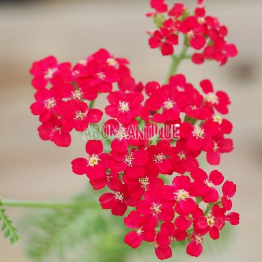 Achillée Paprika bio, Achillea 'Paprika', Arom'antique, aromatiques.